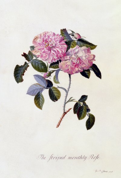 Miesięczna róża w paski, ok.1745 (ręcznie barwiony grawerunek) autorstwa Georg Dionysius Ehret
